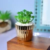 Golden Stripes - Artificial Plant with Glossy Ceramic Pot