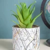 Market99 Fake Aloevera Desktop Planter