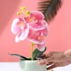 Orchid Flowers With Lightgreen Pot