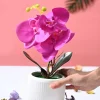 Orchid Flowers With White Pot