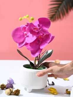 Orchid Flowers With White Pot