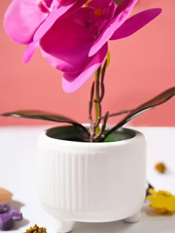 Orchid Flowers With White Pot