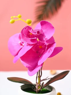 Orchid Flowers With White Pot