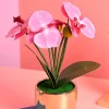 Pink Orchid Flowers With Golden Pot - Indoor Office Plants