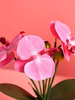 Pink Orchid Flowers With Golden Pot - Indoor Office Plants