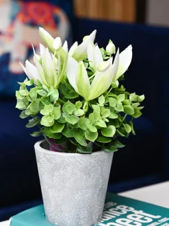 White & Green Artificial Flower with Pot - Cylindrical Shape