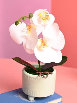 White Orchid Flowers With Green Pot - Indoor Office Plants