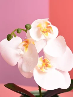 White Orchid Flowers With Green Pot - Indoor Office Plants