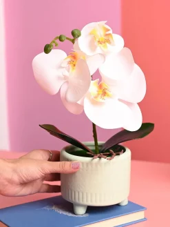 White Orchid Flowers With Green Pot - Indoor Office Plants