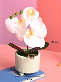 White Orchid Flowers With Green Pot - Indoor Office Plants