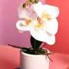 White Orchid Flowers With White Pot - Desktop Plants