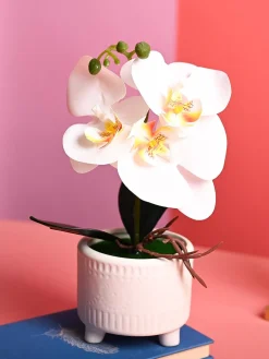 White Orchid Flowers With White Pot - Desktop Plants