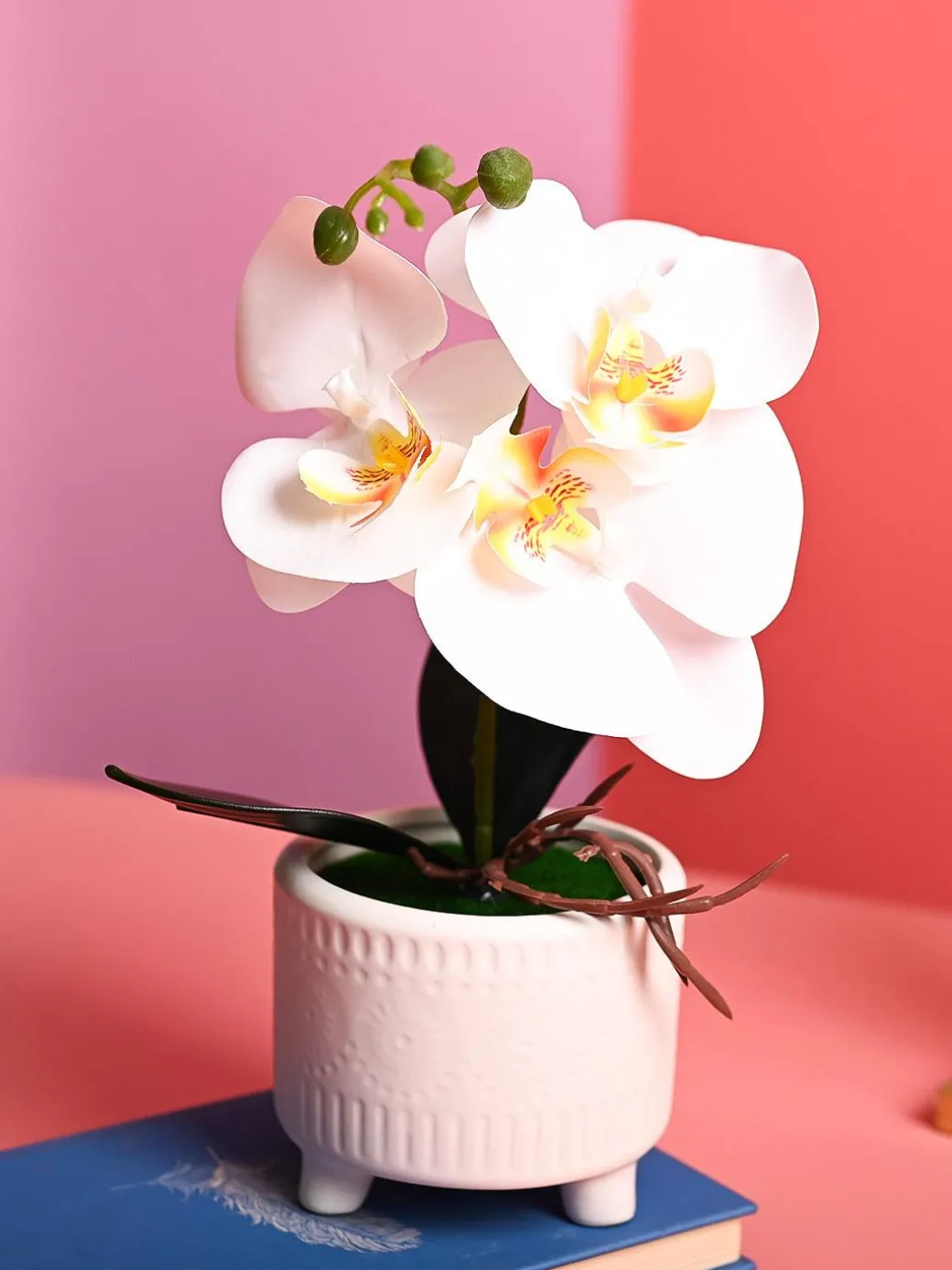 White Orchid Flowers With White Pot - Desktop Plants