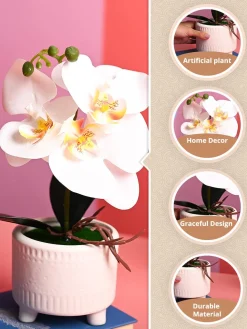 White Orchid Flowers With White Pot - Desktop Plants