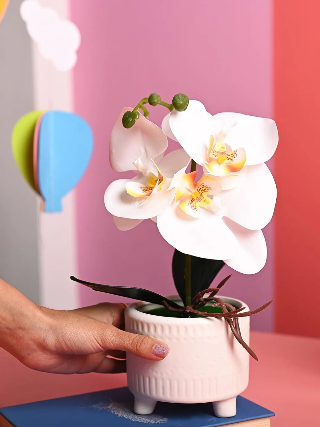 White Orchid Flowers With White Pot - Desktop Plants