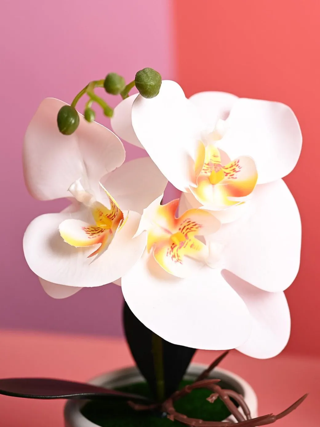 White Orchid Flowers With White Pot - Desktop Plants