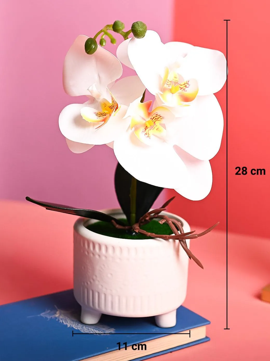White Orchid Flowers With White Pot - Desktop Plants