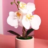 White Orchid Flowers With Pink Pot -Desktop Plants