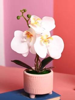 White Orchid Flowers With Pink Pot -Desktop Plants