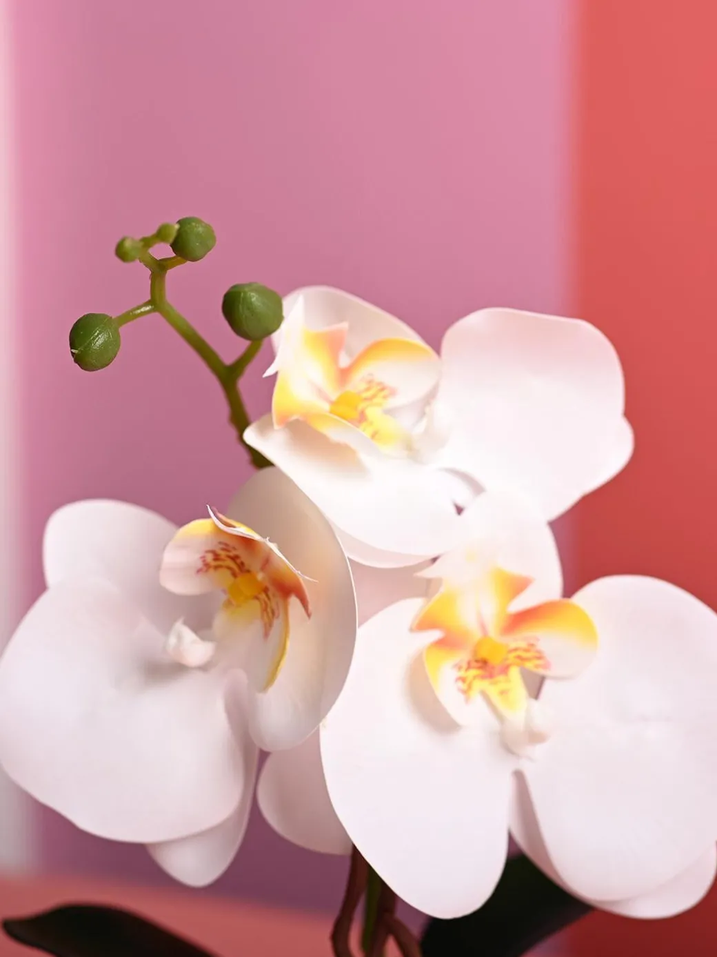 White Orchid Flowers With Pink Pot -Desktop Plants