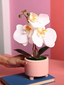 White Orchid Flowers With Pink Pot -Desktop Plants