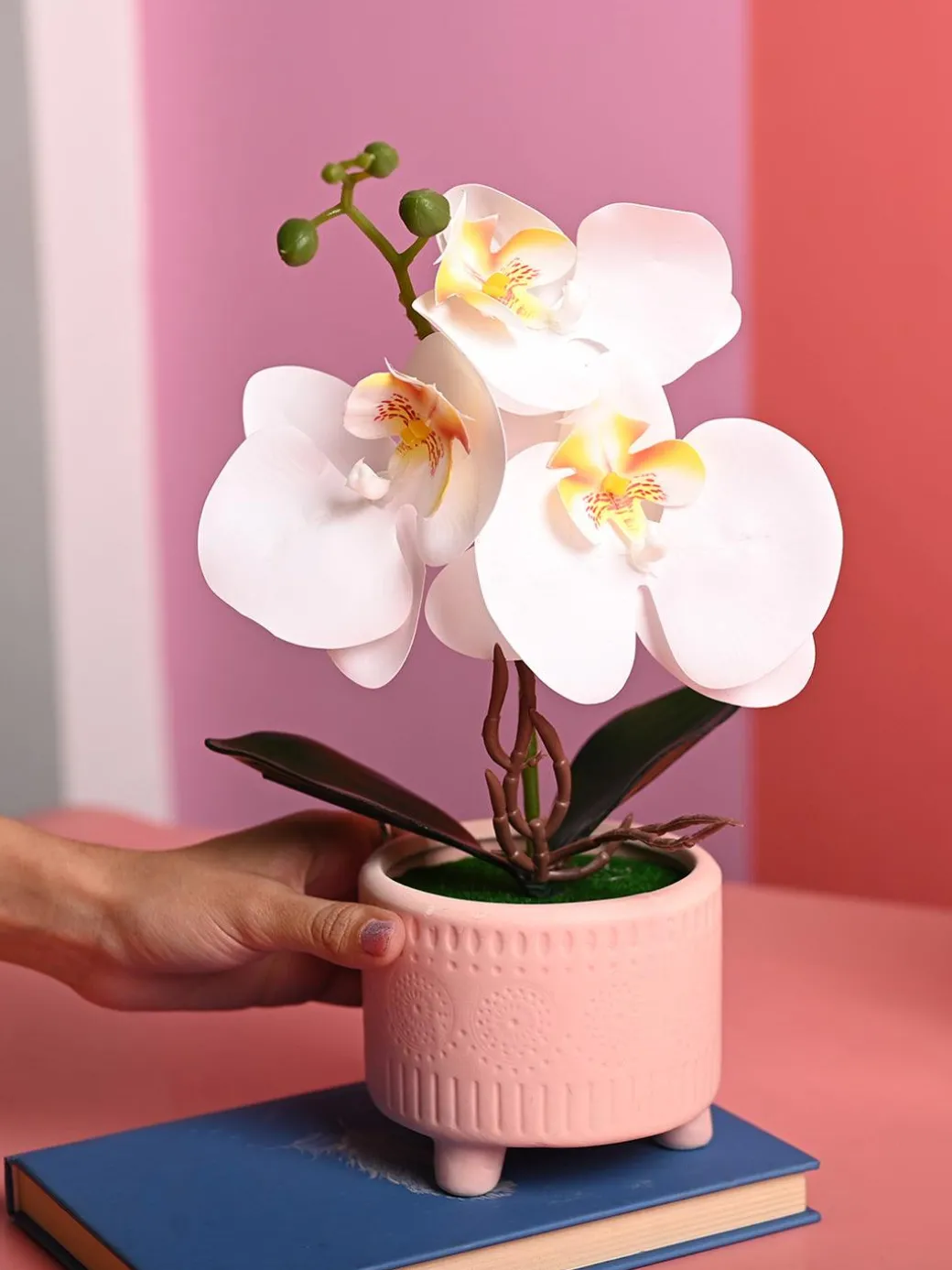 White Orchid Flowers With Pink Pot -Desktop Plants