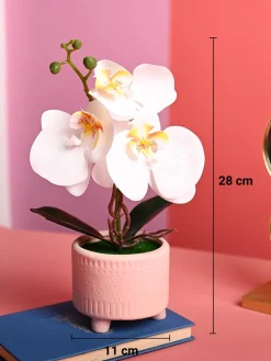 White Orchid Flowers With Pink Pot -Desktop Plants