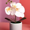 White Orchid Flowers With Green Pot - Table Top Plants