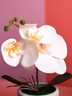 White Orchid Flowers With Green Pot - Table Top Plants