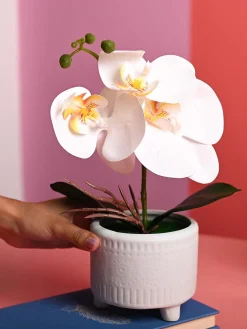 White Orchid Flowers With Green Pot - Table Top Plants
