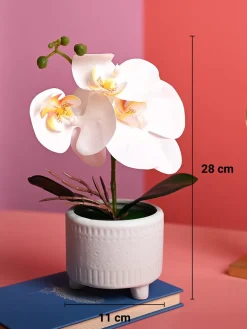 White Orchid Flowers With Green Pot - Table Top Plants