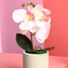 White Orchid Flowers With Green Pot - Desktop Plants