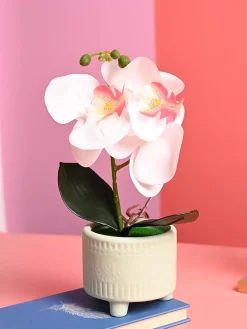 White Orchid Flowers With Green Pot - Desktop Plants