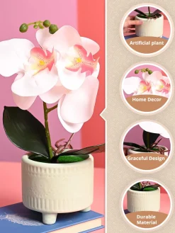 White Orchid Flowers With Green Pot - Desktop Plants