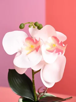 White Orchid Flowers With Green Pot - Desktop Plants
