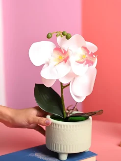 White Orchid Flowers With Green Pot - Desktop Plants