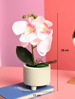 White Orchid Flowers With Green Pot - Desktop Plants