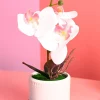 White Orchid Flowers With White Pot - Indoor Office Plants