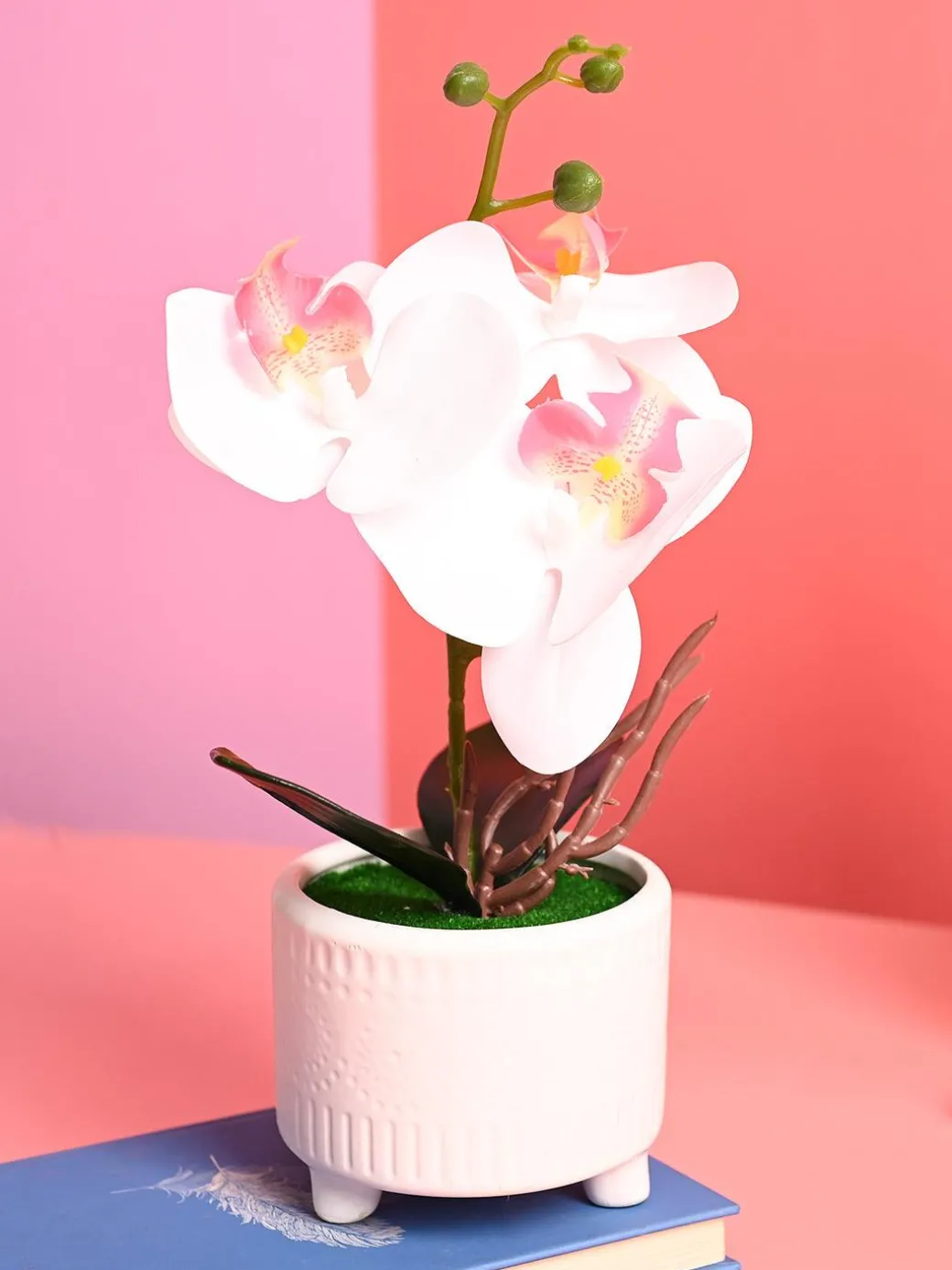 White Orchid Flowers With White Pot - Indoor Office Plants