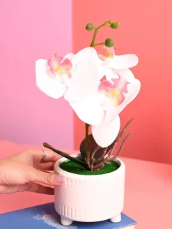 White Orchid Flowers With White Pot - Indoor Office Plants