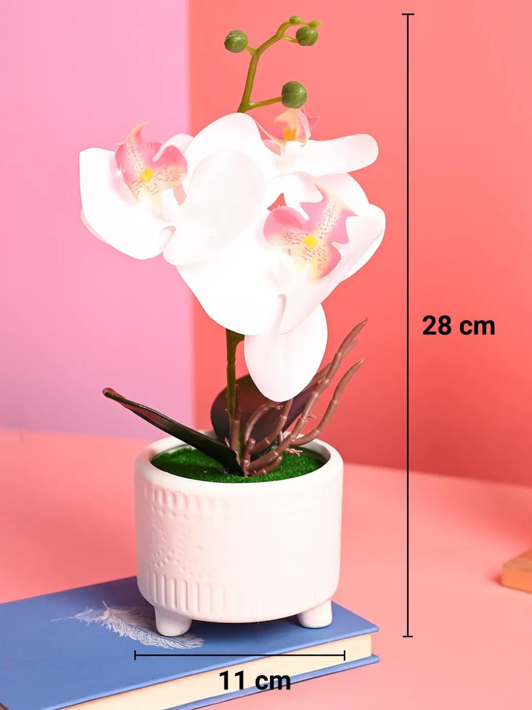 White Orchid Flowers With White Pot - Indoor Office Plants