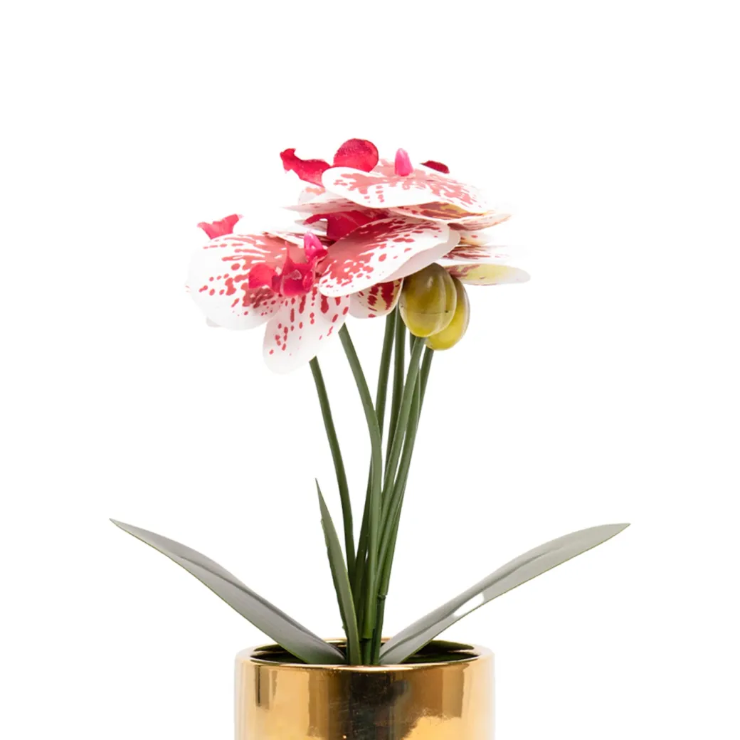 White Orchid With Golden Pot