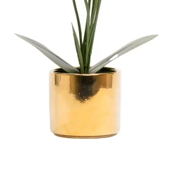 White Orchid With Golden Pot